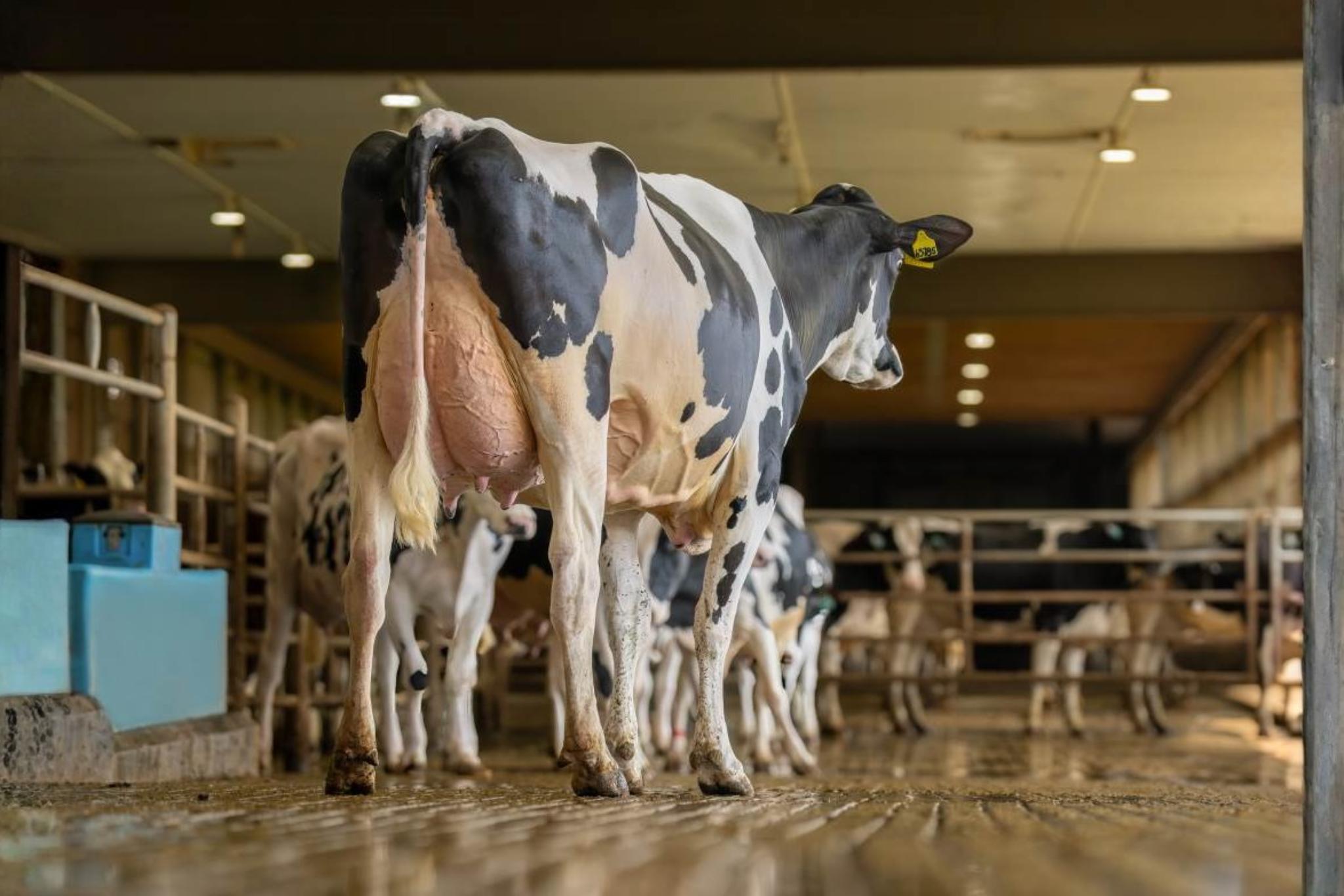 Ocd Thorson Ripcord 786722 Moeder Ocd Captain Rae 63785-ET