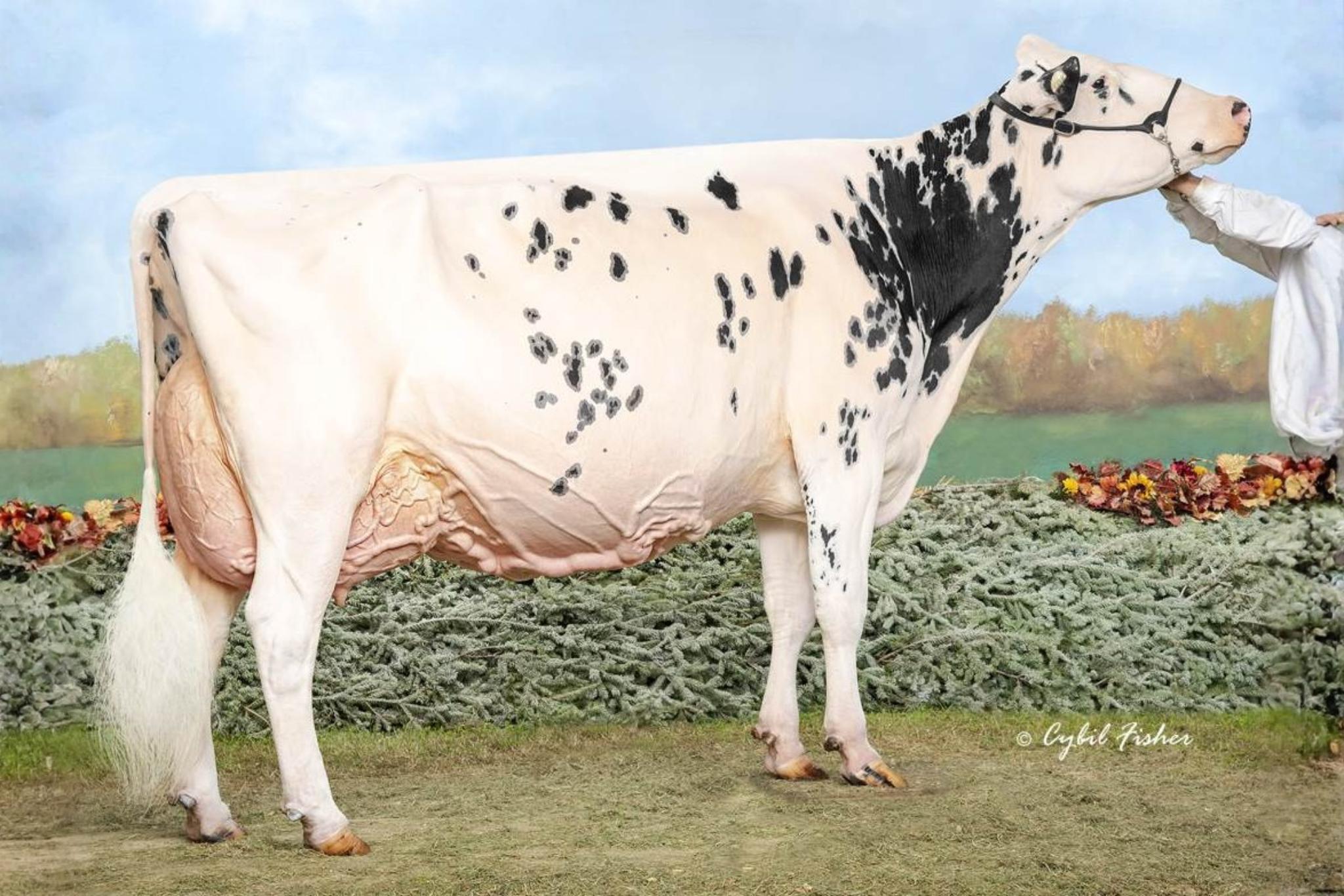 Shaylas Sharpshooter 786724 MM Erbacres Snapple Shakira-ET EX-97-4E-CAN