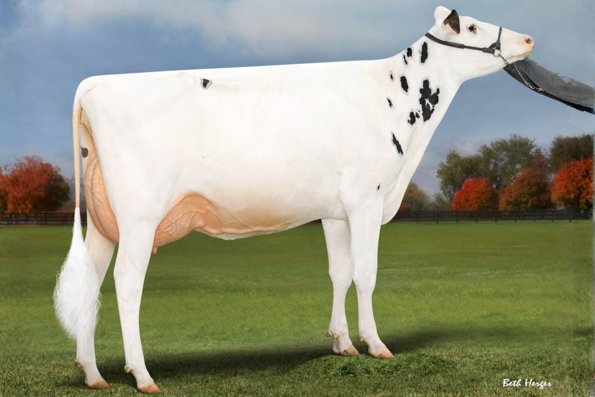 Shaylas Sharpshooter - Afbeelding 2