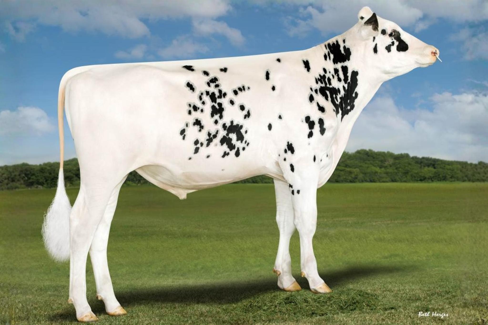 Shaylas Sharpshooter 786724 stier