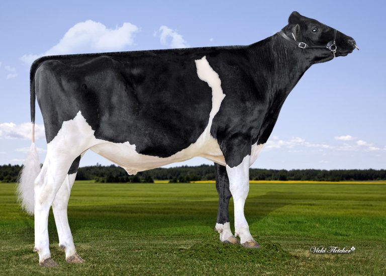 Stantons Rally P 786841 stier