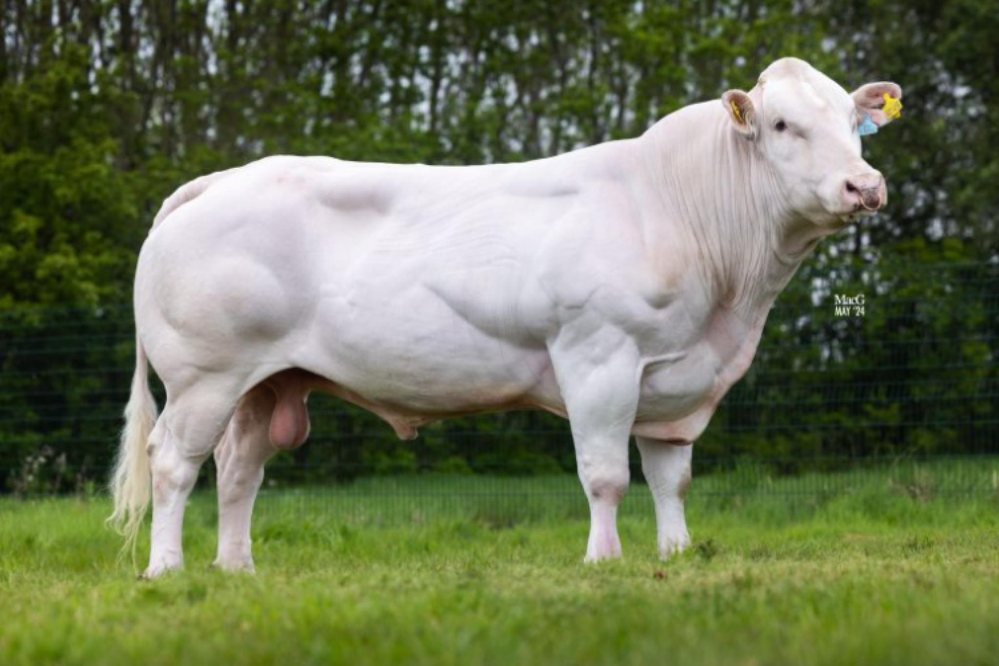 Kelowna Randall 786204 stier