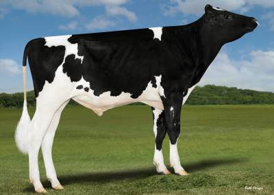 Seabrook-PP 786820 stier