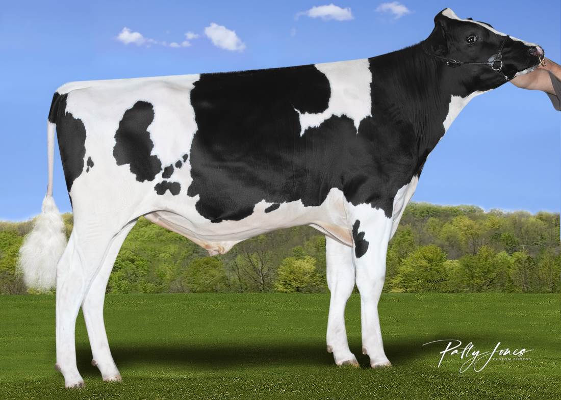 STgen Matane 787024 stier