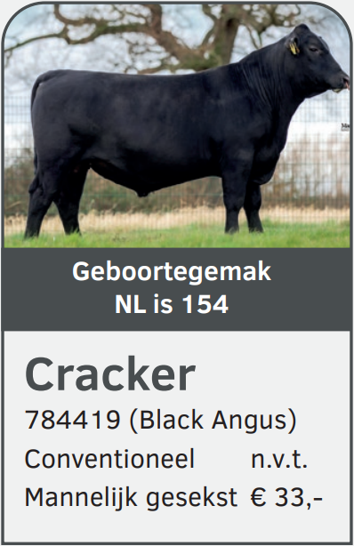 Cracker 784419 stier Black Angus 2026-01