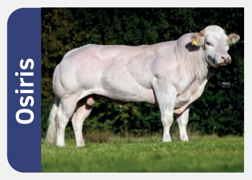 Osiris 784849 stierfoto 2026-01