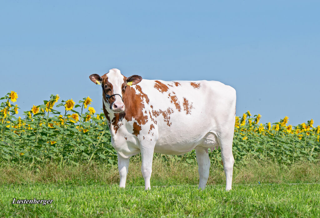 Luk-gen_Robin_BOUQUET-RED