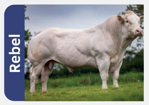 Rebel 785839 stierfoto 2026-01