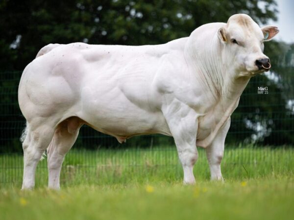 CBL Starman 787074 stier