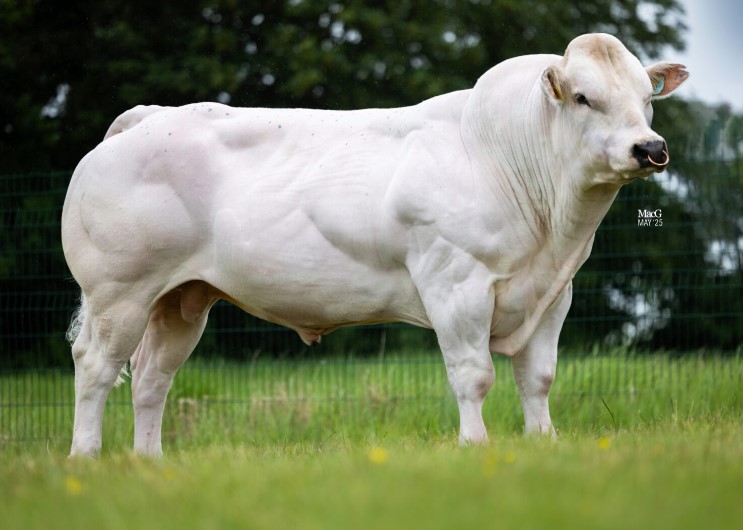 CBL Starman 787074 stier