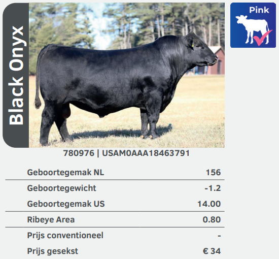 Black Onyx 780976 stier