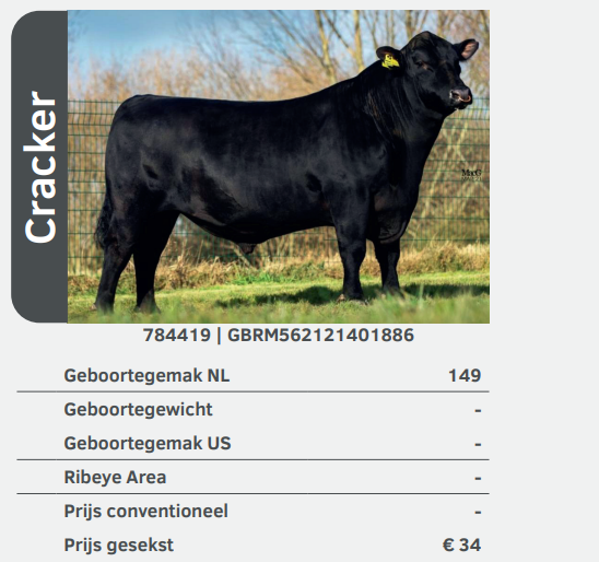 Cracker 784419 stier