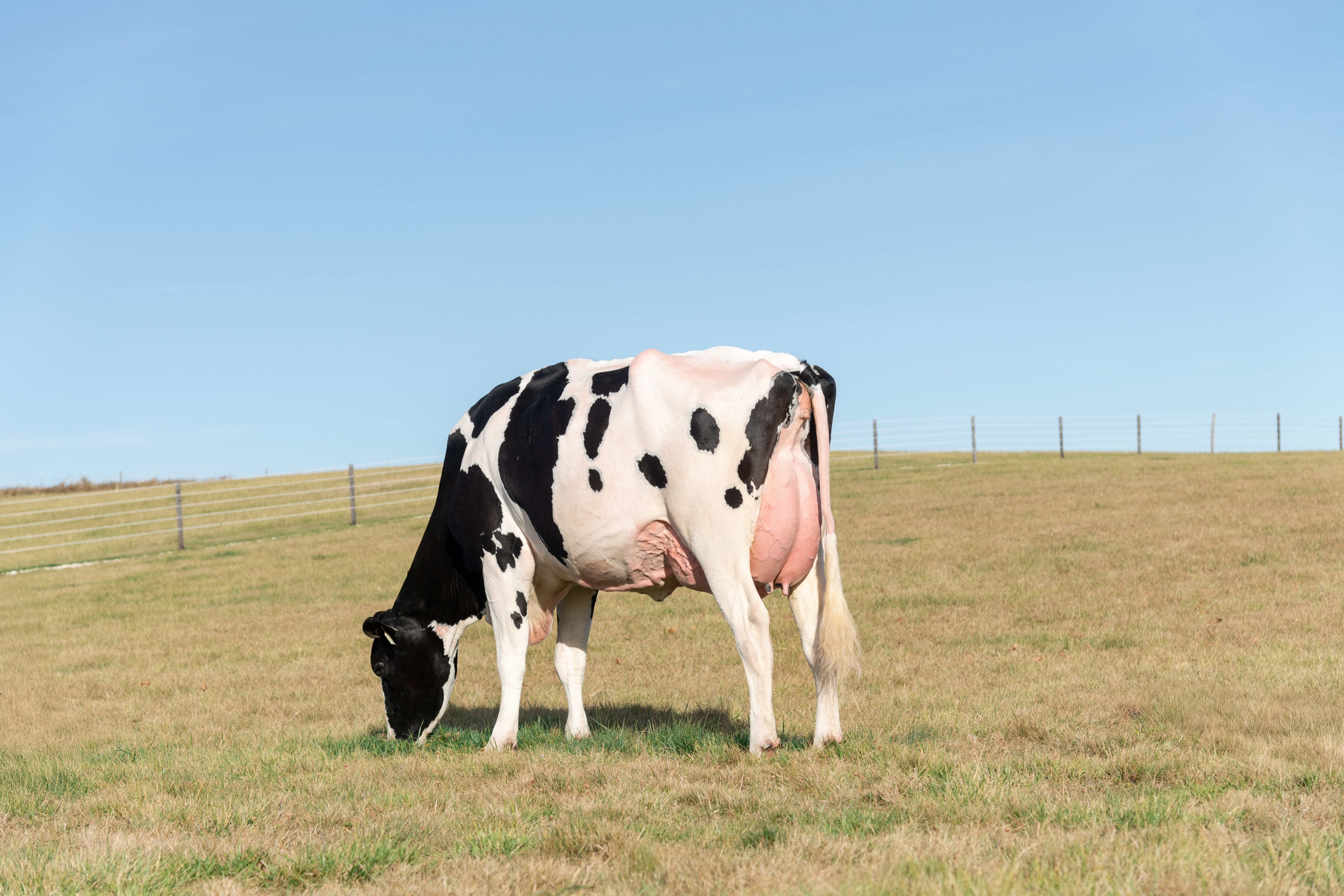 T-Spruce Jaela 47718-ET EX90