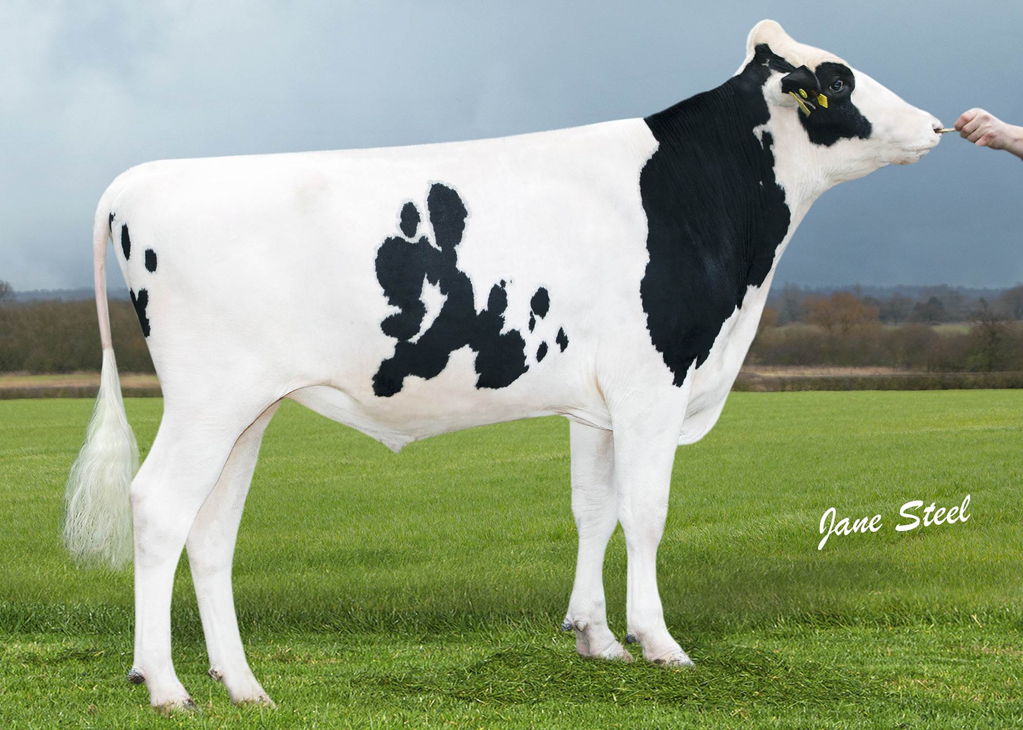 522HO06728Bull Rhett